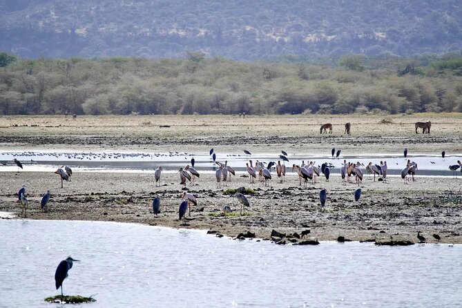 4-Day Safari Adventure in Tanzania - Safety and Accessibility