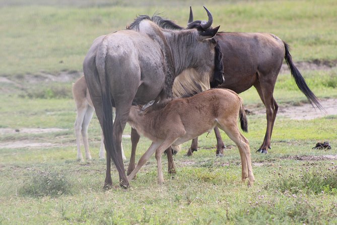 4-Day Safari in Tarangire, Serengeti & Ngorongoro (Mid-range) - Wildlife Sightings Expectations