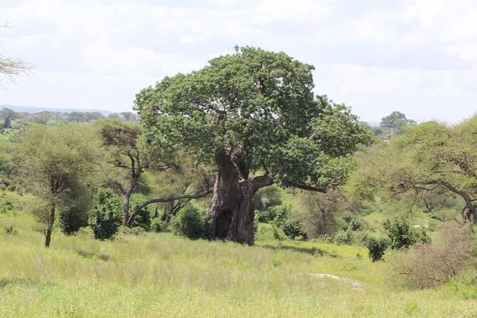 4-Day Safari in Tarangire, Serengeti & Ngorongoro (Mid-range) - Tips for a Memorable Safari