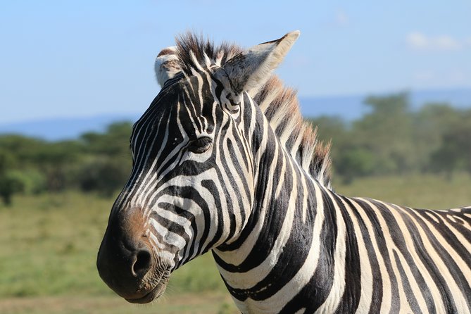 4-Day Safari in Tarangire, Serengeti & Ngorongoro (Mid-range) - Frequently Asked Questions