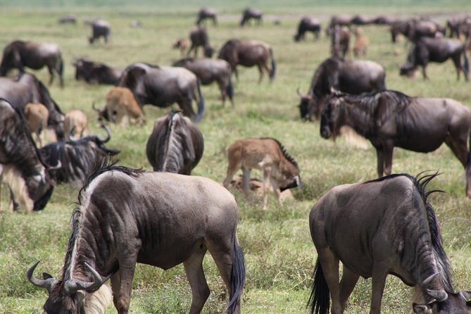 4-Day Safari in Tarangire, Serengeti & Ngorongoro (Mid-range) - The Sum Up