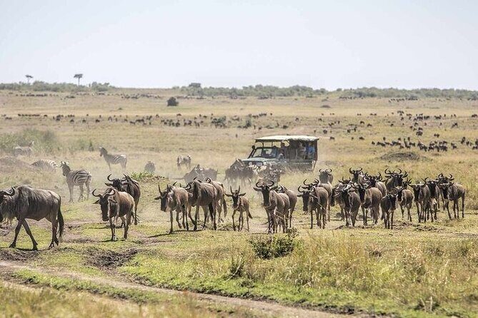 4 Day Safari Maasai Mara, Lake Nakuru and Lake Naivasha - Exploring Kenya’s Top Wildlife Parks in Four Days