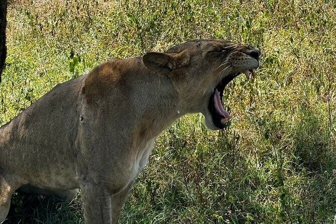 4 Day Safari Maasai Mara, Lake Nakuru and Lake Naivasha - Final Thoughts