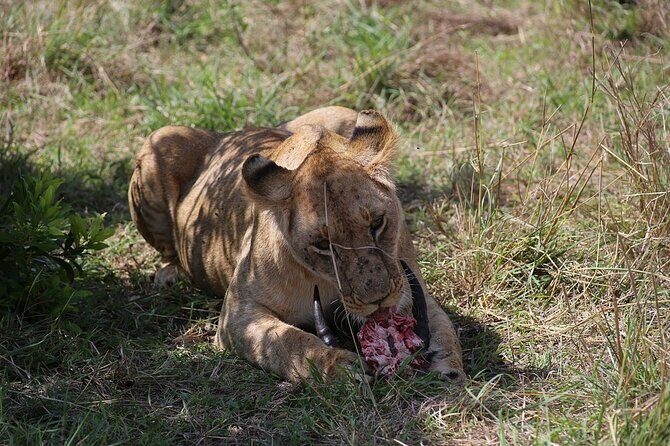 4 Day Safari Maasai Mara, Lake Nakuru and Lake Naivasha - FAQ