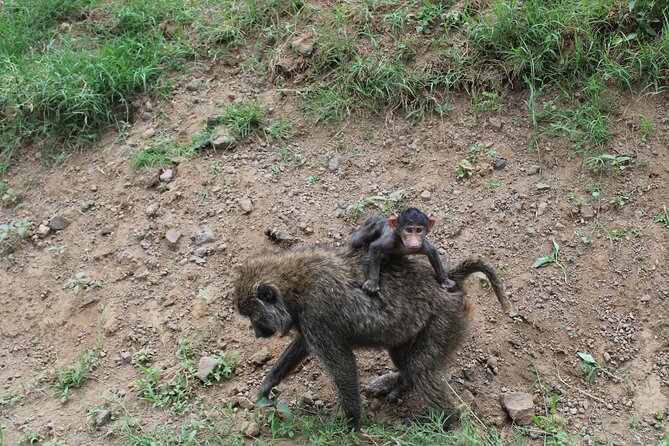 4-Day Safari Tour to Serengeti and Ngorongoro From Arusha - Additional Information