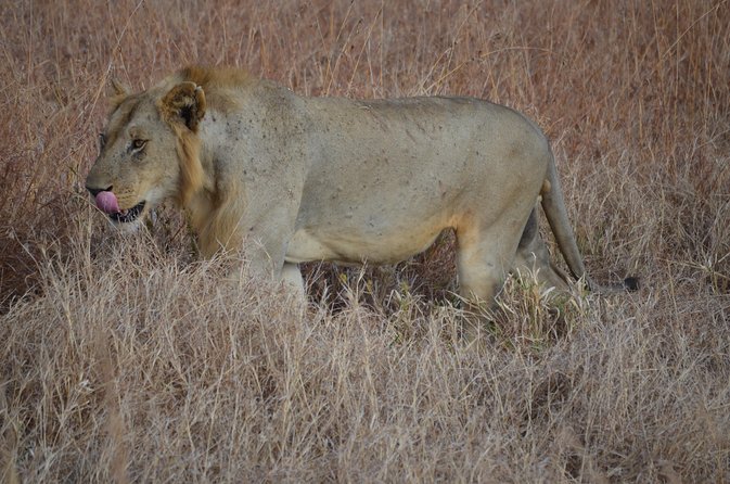 4 Day Serengeti & Ngorongoro Safari Wildlife Wonders of Tanzania - Wildlife Encounters