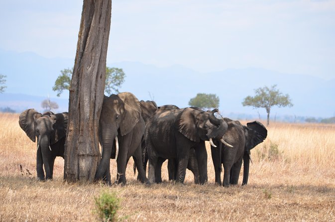 4 Day Serengeti & Ngorongoro Safari Wildlife Wonders of Tanzania - Accommodation Details