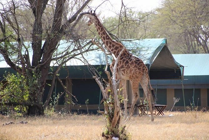 4-Day Serengeti, Olduvai Gorge and Ngorongoro Safari From Mwanza to Arusha - Tour Inclusions