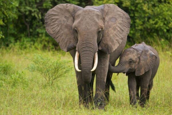 4 Day Small Group Garden Route Tour From Cape Town - The Sum Up