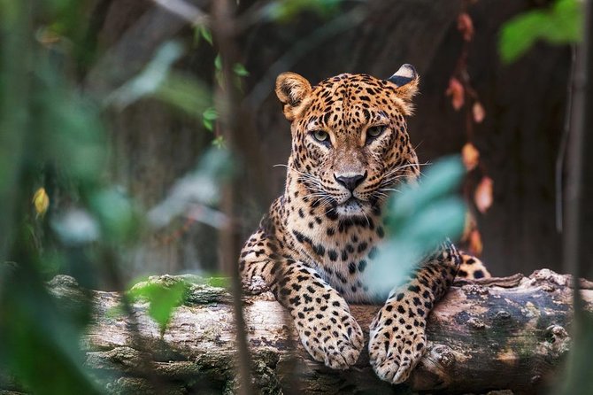 4-Day Sri Lanka Coast Tour - Reviews