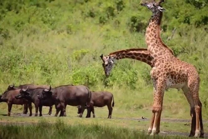 4-Day Tanzania Camping Safari to Lake Manyara, Serengeti, and Ngorongoro Crater - Dining Experiences