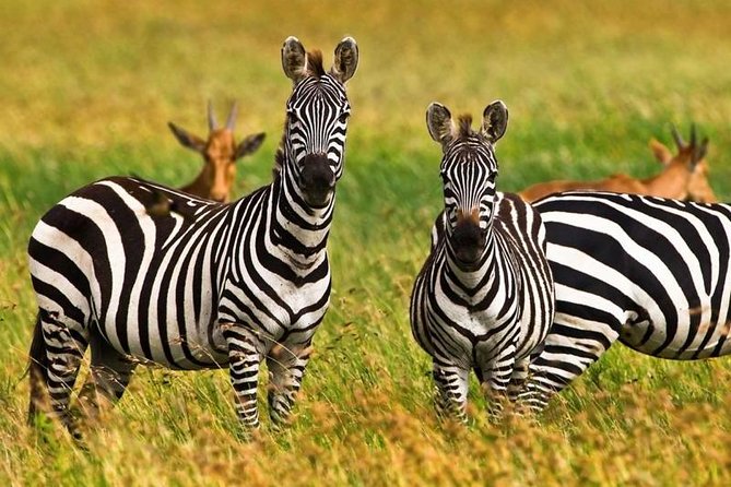 4 Day Tanzania Luxury Safari - Inclusions and Exclusions