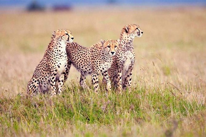 4 Day Tanzania Luxury Safari - Pickup and Cancellation Policy