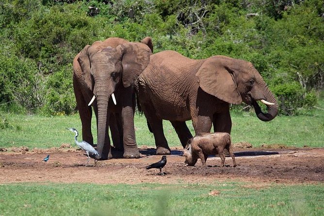 4 Day Tanzania Luxury Safari - Pricing and Reviews