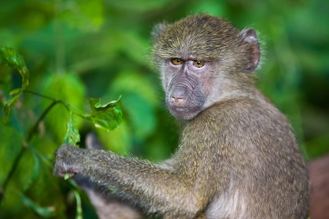 4 Day Tanzania Luxury Safari - Frequently Asked Questions