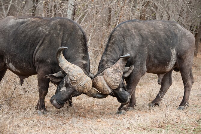 4 Day Tarangire-Ngorongoro Crater-Mount Kilimanjaro From Arusha - Inclusions and Exclusions