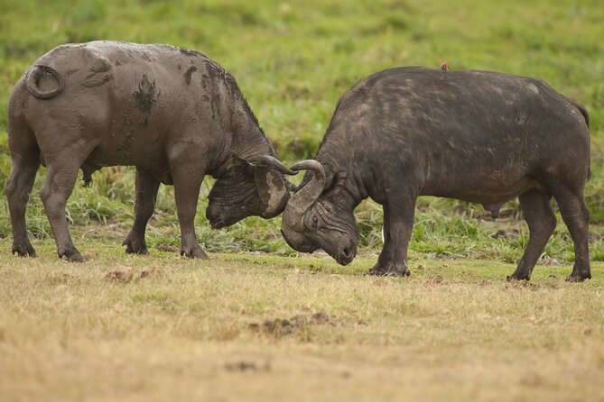 4 Day Tarangire-Ngorongoro Crater-Mount Kilimanjaro From Arusha - Pricing Information