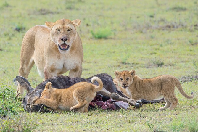 4 Day Tarangire-Ngorongoro Crater-Mount Kilimanjaro From Arusha - Booking Process