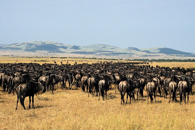 4 Day: Taste of Wildlife - Memorable Experiences