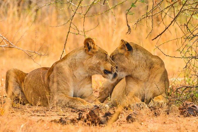 4 Day Tour Kibale Forest National Park and Gorilla Trekking - Booking and Pricing Information