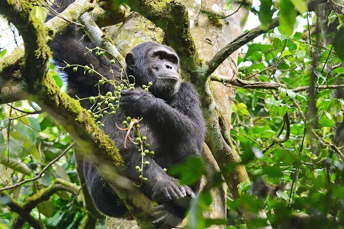 4 Day Tour Kibale Forest National Park and Gorilla Trekking - Frequently Asked Questions
