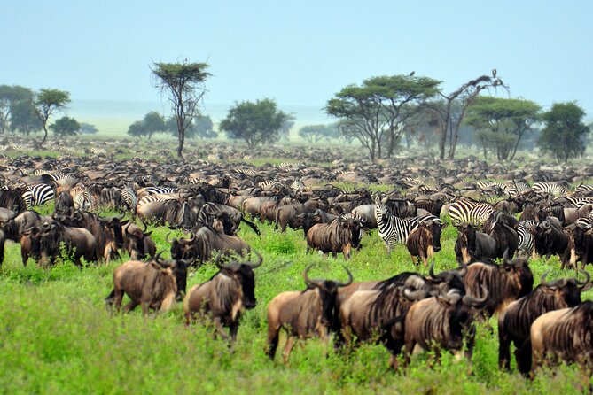 4-Day Tour to Tarangire, Serengeti and Ngorongoro - Ngorongoro Crater