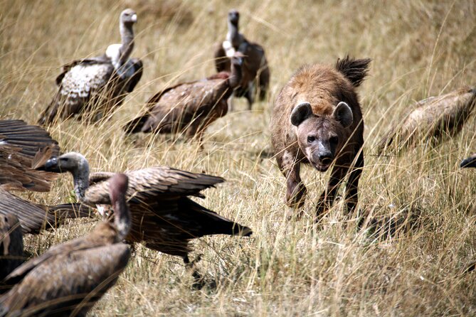 4-Day Tour to Tarangire, Serengeti and Ngorongoro - Tips and Recommendations