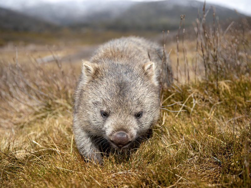 4 Day Wild Tasmania Adventure Tour - Bay of Fires: a coastal change of scene