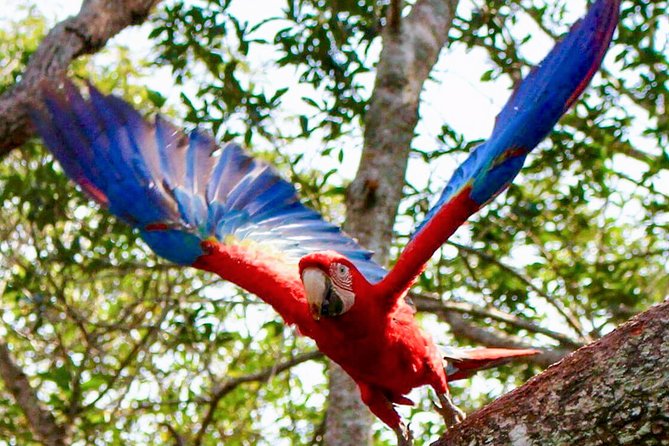 4-Day Wildlife Camping Tour to Pacaya-Samiria National Park From Iquitos, Peru - Tour Overview