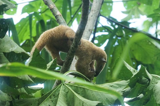 4-Day Wildlife Camping Tour to Pacaya-Samiria National Park From Iquitos, Peru - Inclusions