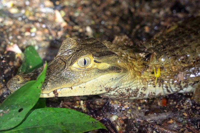 4-Day Wildlife Camping Tour to Pacaya-Samiria National Park From Iquitos, Peru - Restrictions