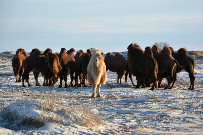 4-Day Winter Adventure Tour/Central Mongolia - Day 1: Arrival and Chinggis Khaan Statue at Terelj National Park
