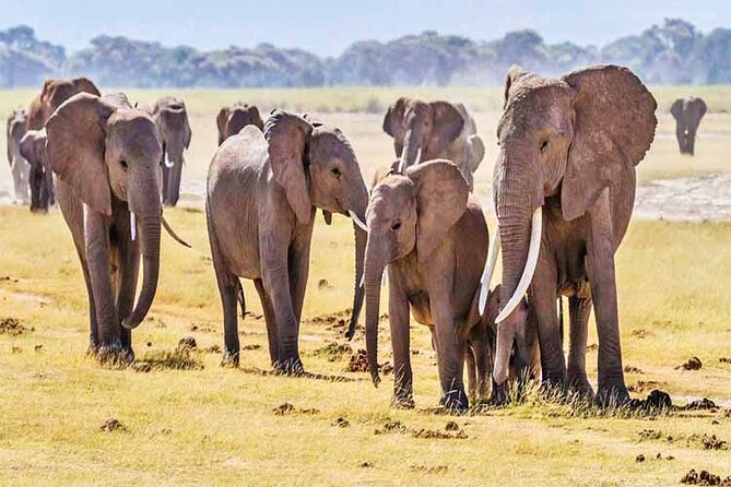 4 Days, 3 Nights - Best Thing to Do Tsavo East/West and Amboseli - Good To Know