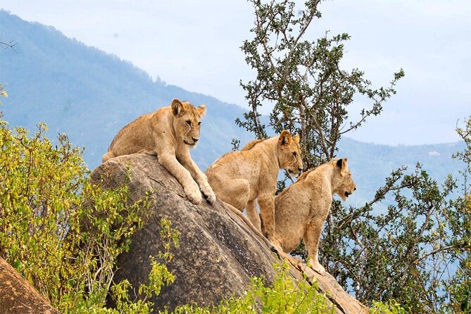 4 Days, 3 Nights - Best Thing to Do Tsavo East/West and Amboseli - Amboseli National Park Must-See