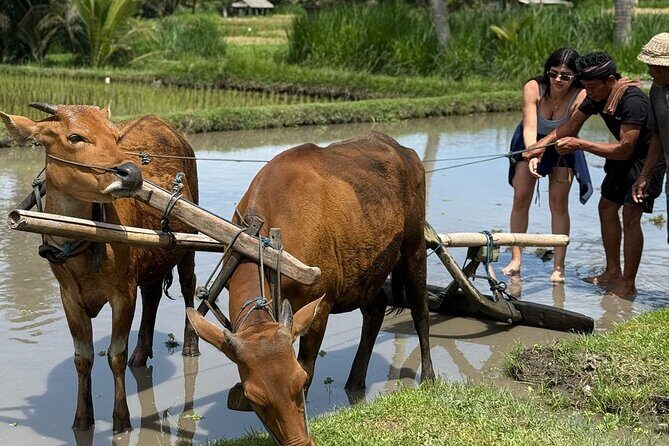 4 Days 3 Nights Explore Bali with Package Tours - Good To Know