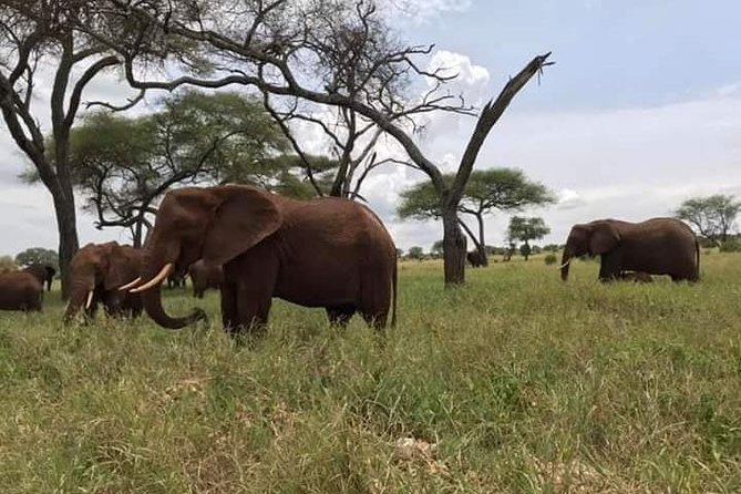 4 Days / 3 Nights Join Group Safari - Activity Information