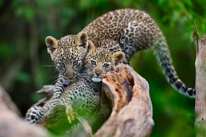 4 Days / 3 Nights Join Group Safari - Booking Confirmation