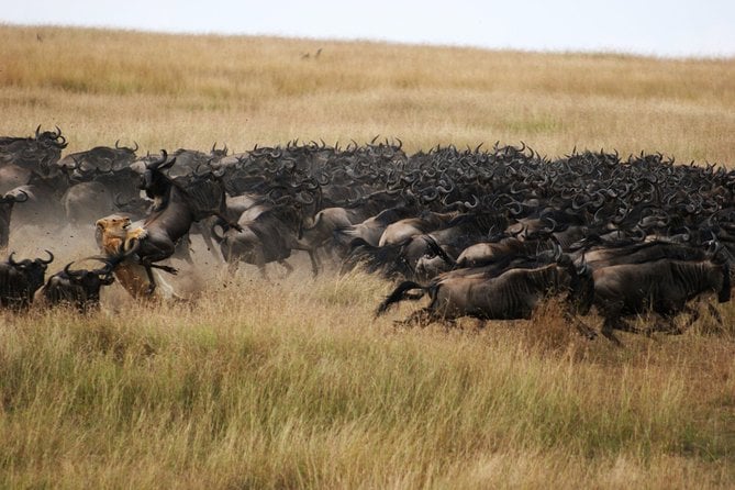 4 Days / 3 Nights Join Group Safari - Additional Information
