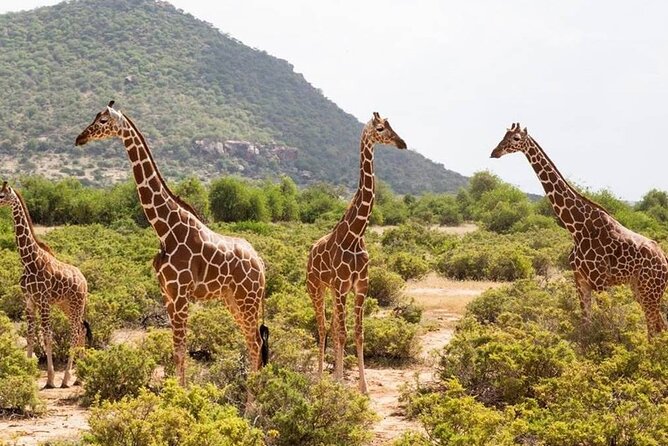 4 Days 3 Nights Private Safari to Samburu & Olpejeta From Nairobi - Accessibility Information