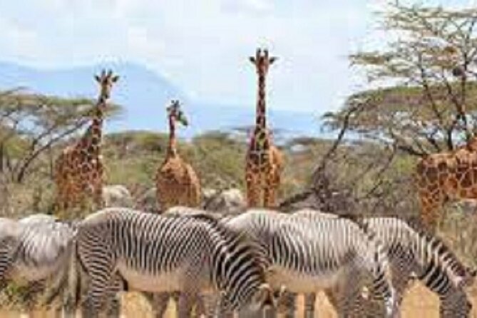 4 Days 3 Nights Private Safari to Samburu & Olpejeta From Nairobi - Group Size and Operator
