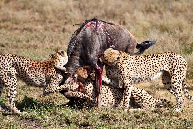 4 Days 3 Nights Safari- Tarangire, Serengeti and Ngorongoro Crater - Safari Experience Highlights