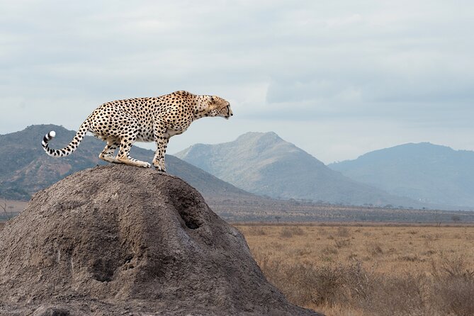 4 Days 3 Nights Safari- Tarangire, Serengeti and Ngorongoro Crater - Booking and Pricing Information