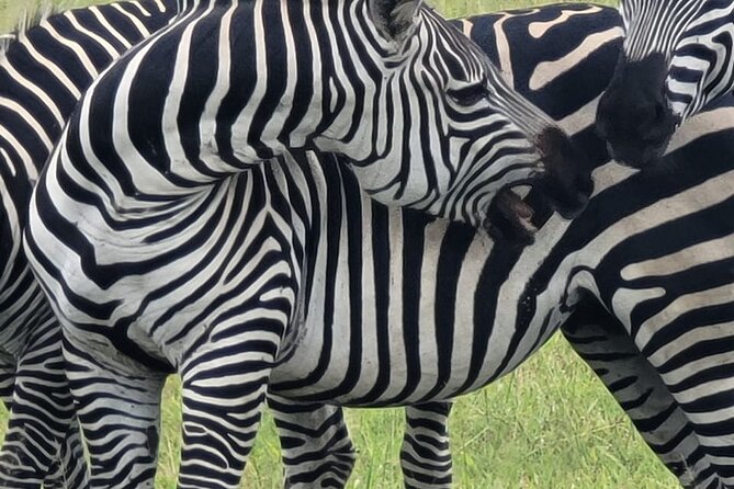 4 Days 3 Nights Safari to Mikumi National Park - Accommodation and Meals