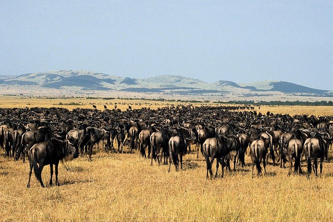 4 Days 3 Nights Serengeti National Park Tanzania Safari - Meals Included