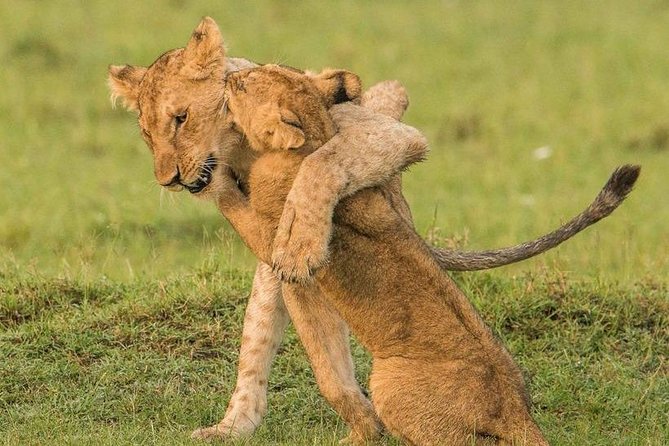 4 Days 3 Nights Serengeti National Park Tanzania Safari - Booking and Pricing Information