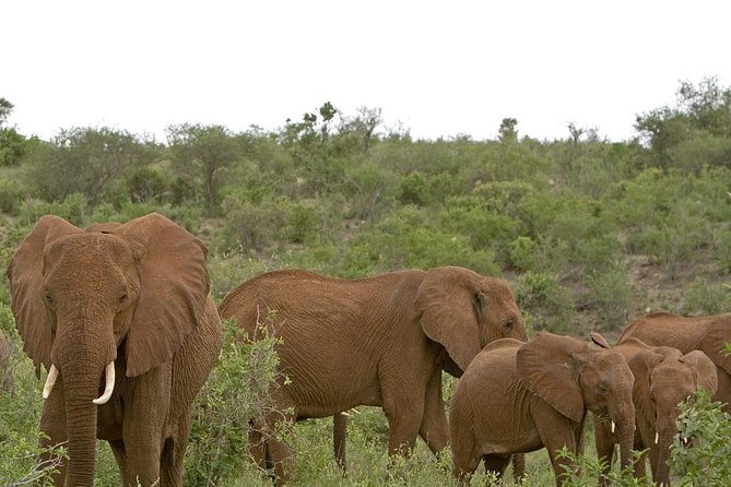 4 Days 3 Nights Tsavo East And West Safari ( Minimum 2 Persons) - Group Size Limit