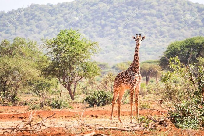 4 Days 3 Nights Tsavo East And West Safari ( Minimum 2 Persons) - Pricing Details