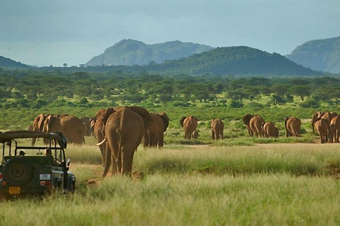 4 Days Aberdares National Park & Samburu National Reserve Wildlife Safari - Pickup and Logistics