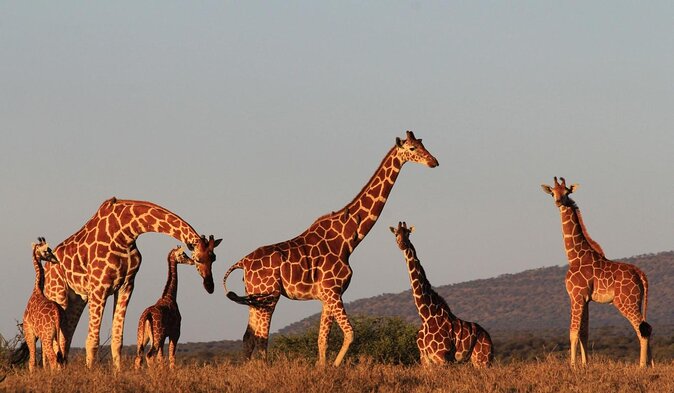 4 Days Aberdares National Park & Samburu National Reserve Wildlife Safari - Pricing and Guarantee