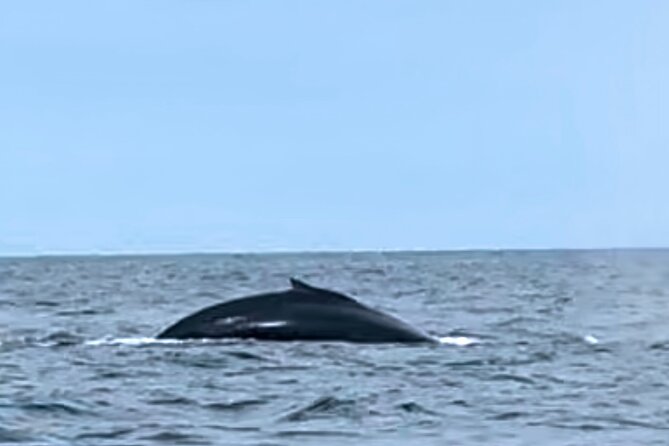4 Days Adventure and Whale Watching in Nuqui - The Sum Up
